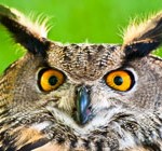 Owl--WEB