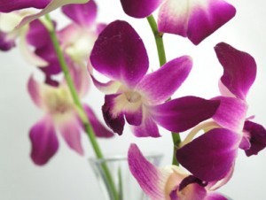 Dendrobium-Orchid-300x226