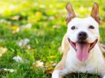 Happy Dog in grassy field