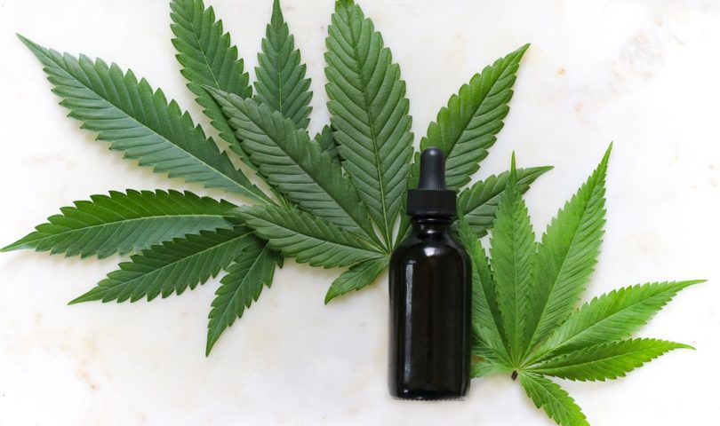 CBD Oil Bottle and a small plant of Cannabis