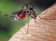 Mosquitoes versus genetically engineered mosquitoes?!