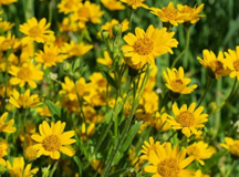 What is Arnica and Does Arnica Really Work?