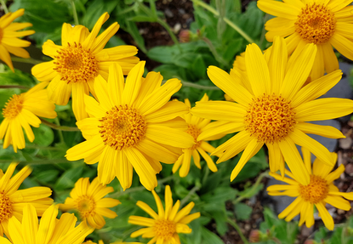 What is Arnica and Does Arnica Really Work?