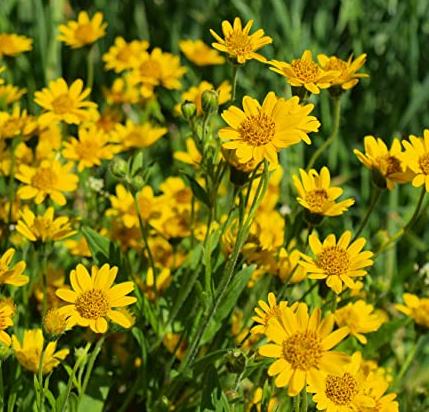 What is Arnica and Does Arnica Really Work?