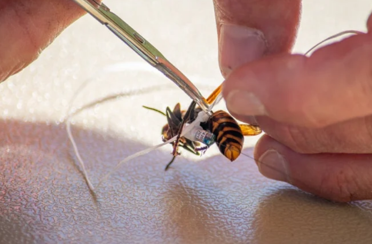 The Genius Trick USDA Is Using to Infiltrate Hives of Giant 'Murder' Hornets