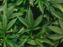 Arizona to legalize marijuana