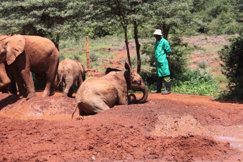 Kenya's Elephant orphanage — photos included.