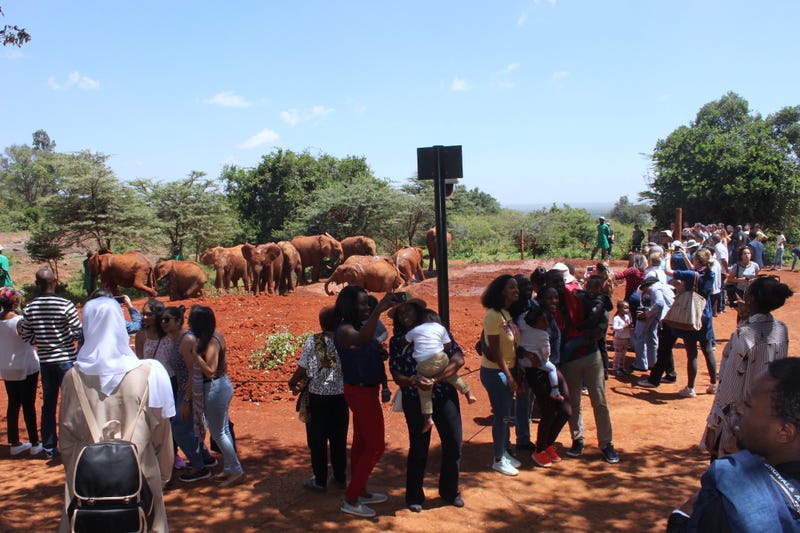Kenya's Elephant orphanage — photos included. 
