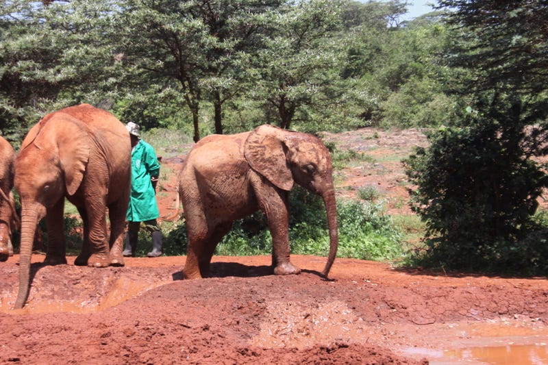 Kenya's Elephant orphanage — photos included.