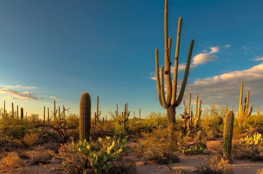Cool Things to Do in Tucson