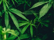 Arizona's recreational marijuana sales begin